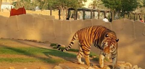 أهم الأنشطة في حديقة حيوان الرياض